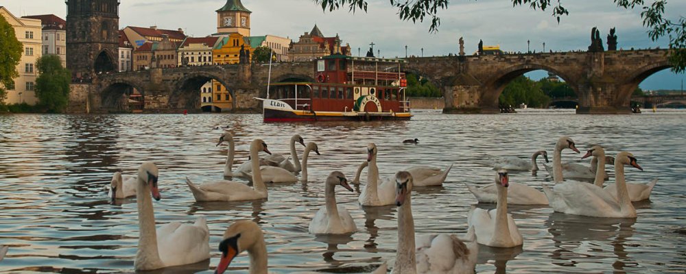 Лебеди в Праге