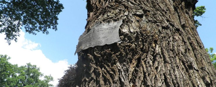 Самое старое дерево в Праге