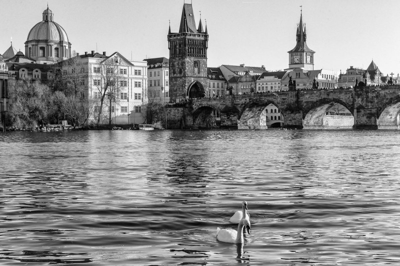 Лебеди в Праге 3