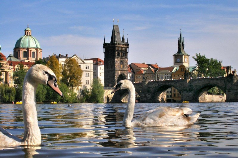 Лебеди в Праге 4