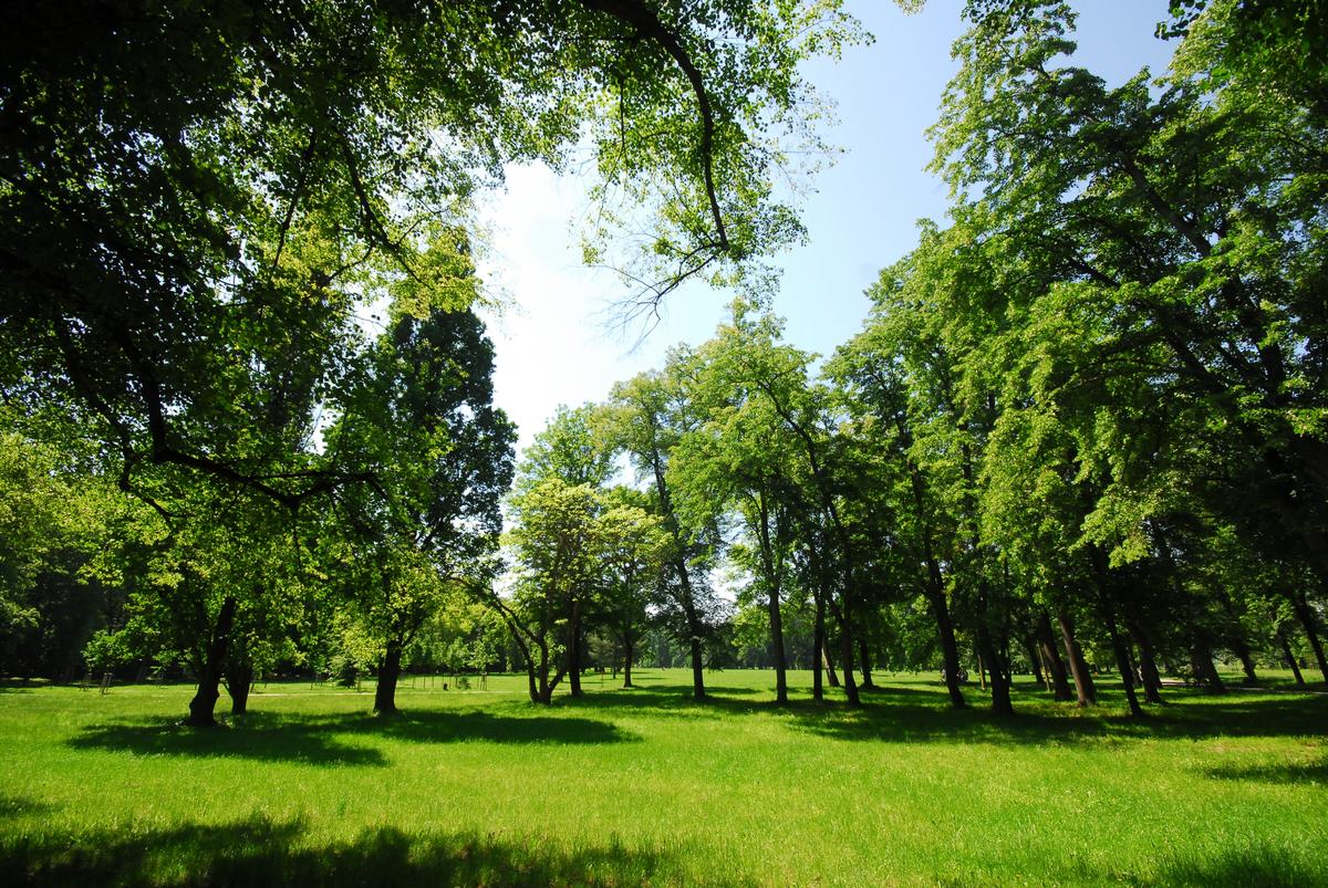 Green park фото. Парк Стромовка в Праге. Зеленый парк. Зеленые парки. Большой зеленый парк.