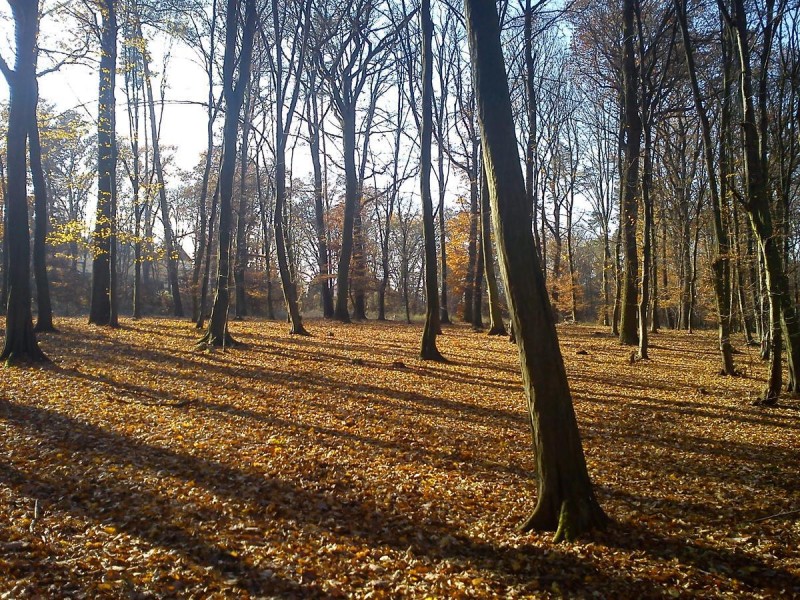 Кунратицкий лес 5